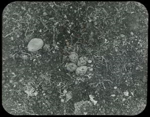 Image: Semi-Palmated Plover Nest with Four Eggs
